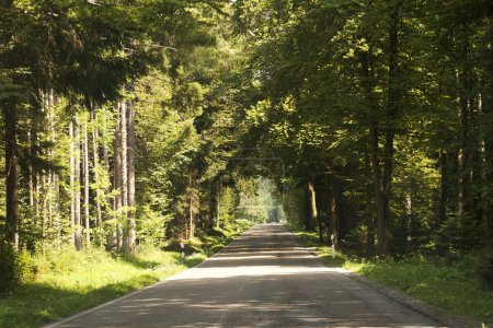 Rue à travers les bois en Allemagne