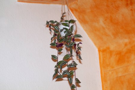 Téléchargez les photos : Tradescantia zebrina plante avec des feuilles rayées vertes et violettes. Usine d'origine - en image libre de droit