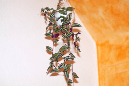 Téléchargez les photos : Tradescantia zebrina plante avec des feuilles rayées vertes et violettes. Usine d'origine - en image libre de droit