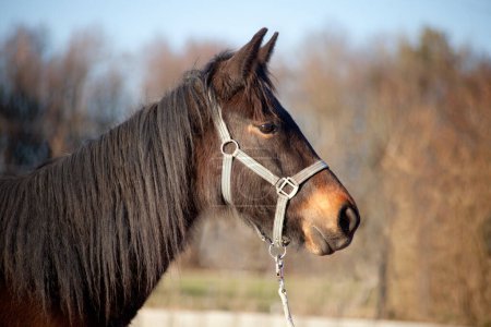 Téléchargez les photos : Poulain, jeune cheval pur-sang portrait - en image libre de droit
