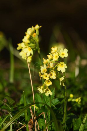 Fleurs de primevère jaune Cowslip, Primula Veris 