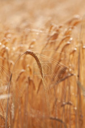 cornfield close up Barley (Hordeum vulgare)