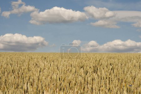 Téléchargez les photos : Champ de blé doré en été - en image libre de droit