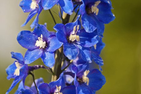 bourgeons de fleurs delphinium bleu
