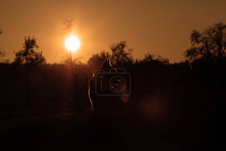 Téléchargez les photos : Chien, Berger Allemand, Loup au coucher du soleil - en image libre de droit