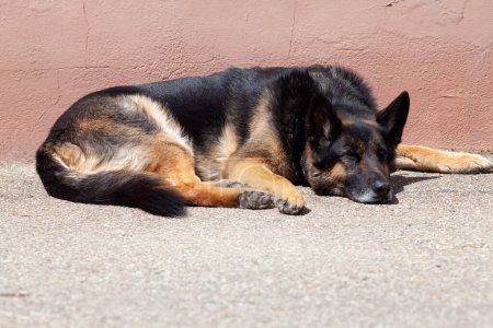 Photo for German shepard Dog lie and sleep - Royalty Free Image