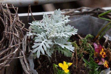 silverleaf - Lunaria annua plant in the garden