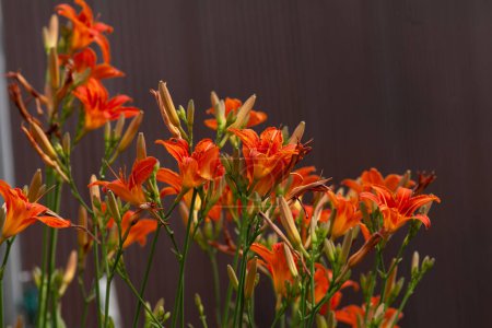 orangefarbene Taglilie (Hemerocallis fulva), gelbbraune Taglilie, Maislilie, Tigertaglilie, erfüllende Taglilie, Grabenlilie oder Vierte Julililie 