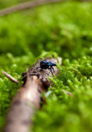 Forest dung beetle (Anoplotrupes stercorosus) - small black beetle in the forest.