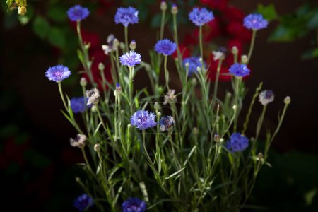 Bleuet (Centaurea cyanus) aux fleurs violettes