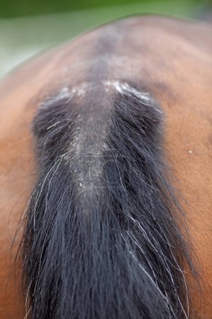 Eczéma de cheval, irritation de la peau sur la queue perdant les cheveux. démangeaisons sucrées sur la racine