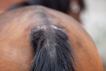 Eczéma de cheval, irritation de la peau sur la queue perdant les cheveux. démangeaisons sucrées sur la racine