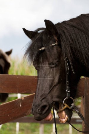 Horse yawning with bridle and bit - mouth open showing the bit