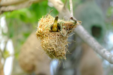 Téléchargez les photos : Closeup weaverbird a un bâtiment de nid unique. Son nid est de forme sphérique et son entrée est orientée vers le bas. En haut, attachez la ligne d'herbe à la branche de l'arbre. - en image libre de droit