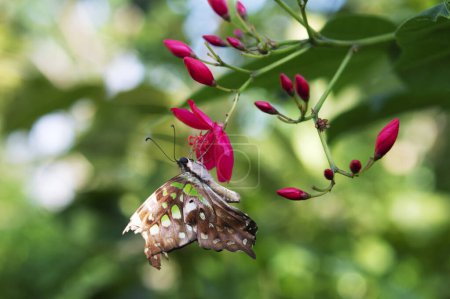 Foto de Tailed Jay Graphium agamemnon mariposa sentada en la flor. Contexto animal - Imagen libre de derechos