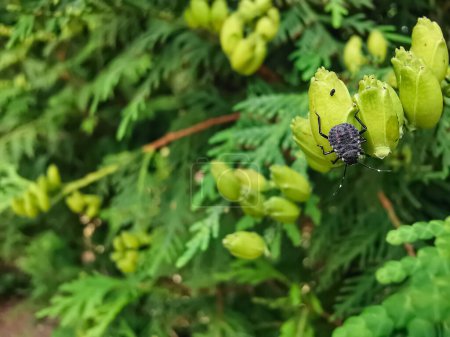 Téléchargez les photos : Halyomorpha halys sur une branche thuja. Halyomorpha halys, un insecte puant marbré juvénile - en image libre de droit