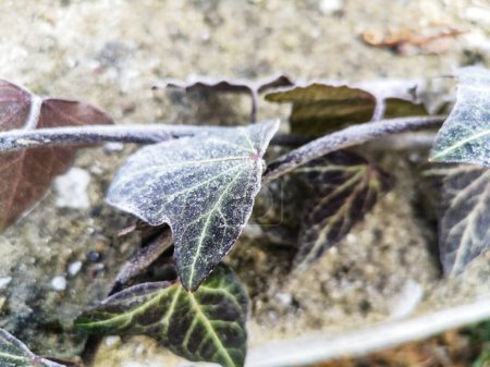 Frosted ivy leaves in the late winter. Soft focus on leaf