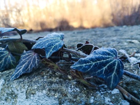 Frosted ivy leaves in the late winter. Soft focus