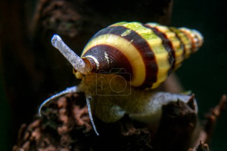 Téléchargez les photos : Assassin snail - freshwater aquarium snail - en image libre de droit