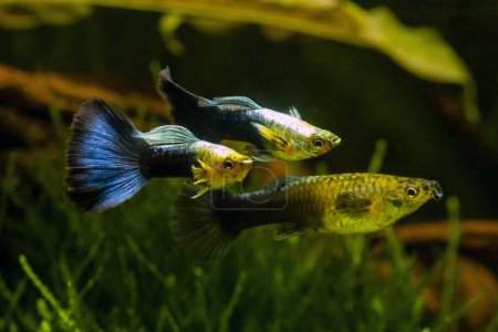 Photo for Guppies in blue and black tails, and shiny yellow upper body - Royalty Free Image