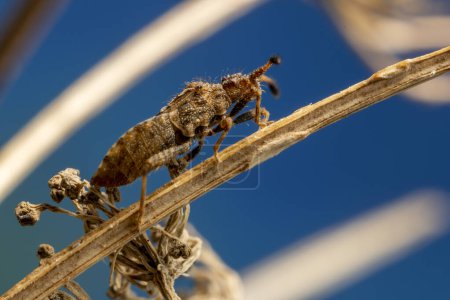 Photo for Brown bug camouflaged on dead stem - Royalty Free Image