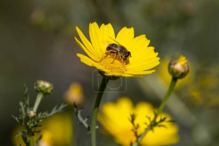 Foto de La abeja en la corona de margarita - Imagen libre de derechos