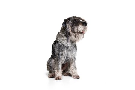 Téléchargez les photos : Photo studio de chien mittelschnauzer couleur gris mignon isolé sur fond blanc. Animaux, animaux, soins, beauté et publicité. Animaux a l'air en bonne santé, actif et heureux. Espace de copie pour annonces - en image libre de droit