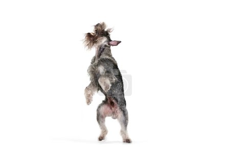 Téléchargez les photos : Photo studio de chien mittelschnauzer couleur gris mignon se tient sur les pattes arrière isolées sur fond blanc. Animaux, animaux, soins, beauté et publicité. Animaux a l'air en bonne santé, actif et heureux. Espace de copie pour annonces - en image libre de droit