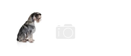 Foto de Retrato de perro adulto Schnauzer posando aislado sobre fondo blanco. Concepto de animal doméstico, raza, mascotas, cuidado, belleza y anuncio. Mascota se ve saludable, activa y arreglada. Copia espacio para anuncios. Volante - Imagen libre de derechos