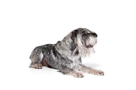 Téléchargez les photos : Plan studio de chien mittelschnauzer couleur gris mignon couché sur le sol isolé sur fond blanc. Animaux, animaux, soins, beauté et publicité. Animaux a l'air en bonne santé, actif et heureux. Espace de copie pour annonces - en image libre de droit