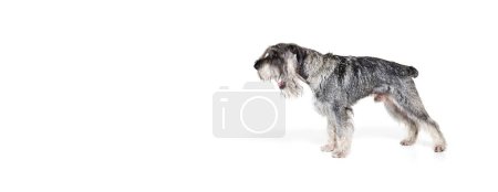 Foto de Retrato de perro adulto Schnauzer posando aislado sobre fondo blanco. Concepto de animal doméstico, raza, mascotas, cuidado, belleza y anuncio. Mascota se ve saludable, activa y arreglada. Espacio de copia para anuncios - Imagen libre de derechos