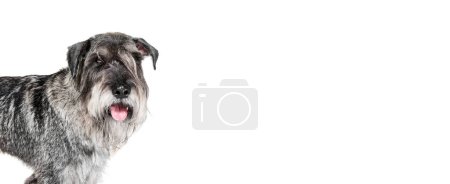 Téléchargez les photos : Portrait d'un chien Schnauzer adulte posant isolé sur fond blanc. Concept d'animal domestique, race, animaux de compagnie, soins, beauté et annonce. Animaux a l'air en bonne santé, actif et soigné. Flyer pour annonces - en image libre de droit