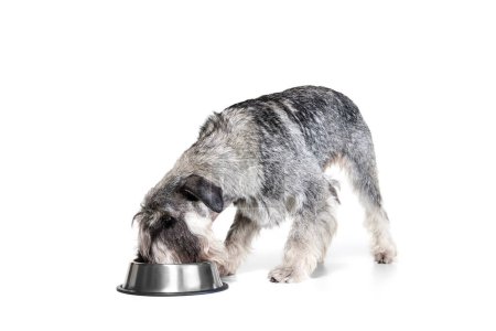 Foto de Alimentar. Un perro de raza pura Mittelschnauzer comiendo de un tazón aislado sobre fondo blanco. Animales, mascotas, cuidado, belleza y concepto de anuncio. Mascotas se ve tranquilo, activo y saludable. Espacio de copia para anuncios - Imagen libre de derechos