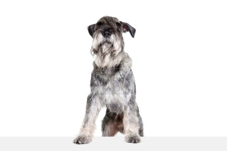 Foto de Estudio de tiro de color gris lindo mittelschnauzer perro aislado sobre fondo blanco. Animales, mascotas, cuidado, belleza y publicidad. Mascota se ve saludable, activa y feliz. Espacio de copia para anuncios - Imagen libre de derechos