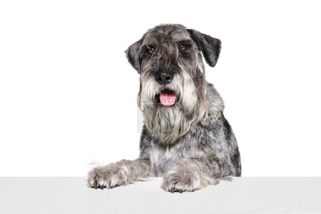 Téléchargez les photos : Photo studio de chien mittelschnauzer couleur gris mignon regardant la caméra isolée sur fond blanc. Animaux, animaux, soins, beauté et publicité. Animaux a l'air en bonne santé, actif et heureux. Espace de copie pour annonces - en image libre de droit