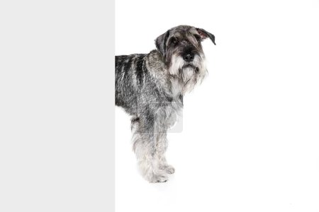 Foto de Un perro de raza pura Mittelschnauzer aislado sobre fondo blanco. Animales, mascotas, cuidado, belleza y concepto de anuncio. Mascotas se ve tranquilo, lindo y saludable. Espacio de copia para anuncios - Imagen libre de derechos
