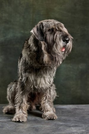 Foto de Encantador hermoso color gris perro Schnauzer aislado sobre fondo vintage oscuro. Concepto de animal doméstico, raza, mascotas, cuidado, belleza y anuncio. Mascota se ve saludable, activa y arreglada. - Imagen libre de derechos