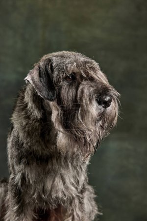 Foto de Cara de cerca de color gris barbudo perro Schnauzer aislado sobre fondo vintage oscuro. Concepto de animal doméstico, raza, mascotas, cuidado, belleza y anuncio. Mascota se ve saludable, tranquila y arreglada. - Imagen libre de derechos