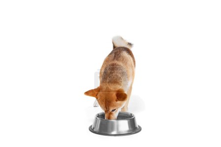 Téléchargez les photos : Nourrir. Un chien de race Shiba Inu mangeant dans un bol isolé sur fond blanc. Animaux, animaux, soins, beauté et concept de publicité. Animaux semble calme, actif et en bonne santé. Espace de copie pour annonces - en image libre de droit