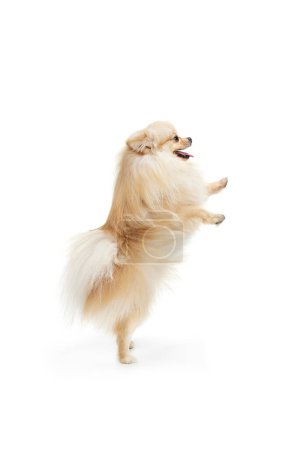 Photo for Little purebred dog, cream color pomeranian Spitz dog isoltaed over white studio background. Pet look happy, groomed and calm. Concept of care, fashion, animal and ad - Royalty Free Image