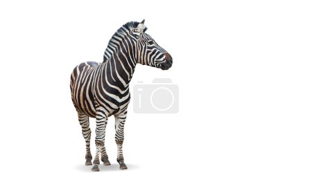 Photo for Beautiful zebra isolated over white background. Concept of animal, travel, zoo, wildlife protection, lifestyle - Royalty Free Image
