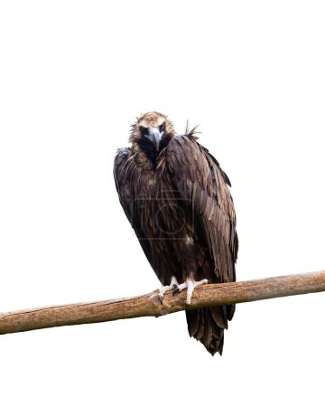 Téléchargez les photos : Image de l'aigle assis sur une branche et regardant attentivement isolé sur fond blanc. Concept d'animal, voyage, zoo, protection de la faune, mode de vie - en image libre de droit