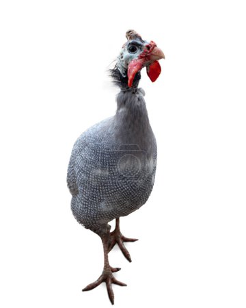 Photo for Image of Helmeted guinea fowl isolated over white background. Wildlife birds protection. Concept of animal, travel, zoo, wildlife protection, lifestyle - Royalty Free Image