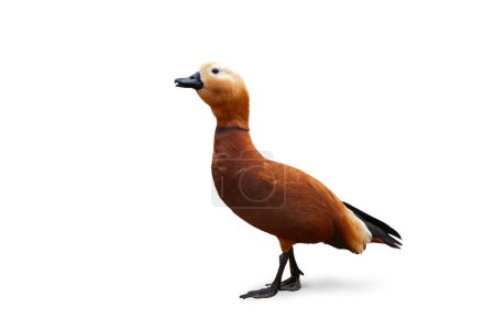 Photo for Side view image of ruddy shelduck bird isolated over white background. Concept of animal, travel, zoo, wildlife protection, lifestyle - Royalty Free Image