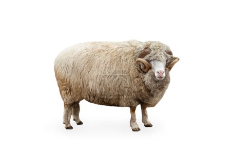 Téléchargez les photos : Portrait latéral de moutons à fourrure, bélier isolé sur fond blanc. Animaux domestiques et sauvages. Concept d'animal, voyage, zoo, protection de la faune, mode de vie - en image libre de droit