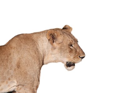 Photo for Side view image of female lion roaring isolated over white background. Concept of animal, travel, zoo, wildlife protection, lifestyle - Royalty Free Image