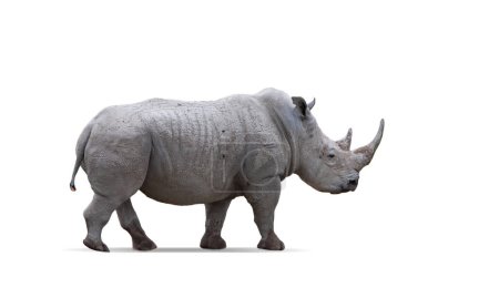 Téléchargez les photos : Image de vue latérale de grands rhinocéros isolés sur fond blanc. Concept d'animal, voyage, zoo, protection de la faune, mode de vie - en image libre de droit
