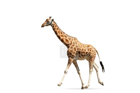 Foto de Hermosa jirafa aislada sobre fondo blanco. Imagen vista lateral. Concepto de animal, viajes, zoológico, protección de la vida silvestre, estilo de vida - Imagen libre de derechos