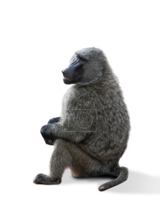 Téléchargez les photos : Image de singe mature gris assis isolé sur fond blanc. Concept d'animal, voyage, zoo, protection de la faune, mode de vie - en image libre de droit