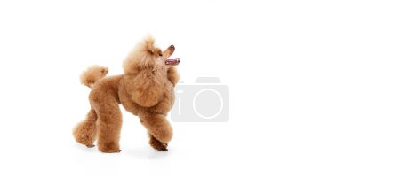 Photo for Portrait of cute purebred poodle posing, dynamically walking isolated over white studio background. Flyer. Concept of domestic animals, care, companion, vet, motion, action, pets love. - Royalty Free Image